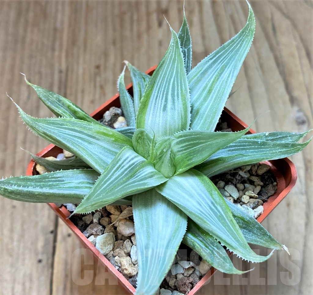 SHPR38231 Haworthia 'Grey Ghost' - Image 2