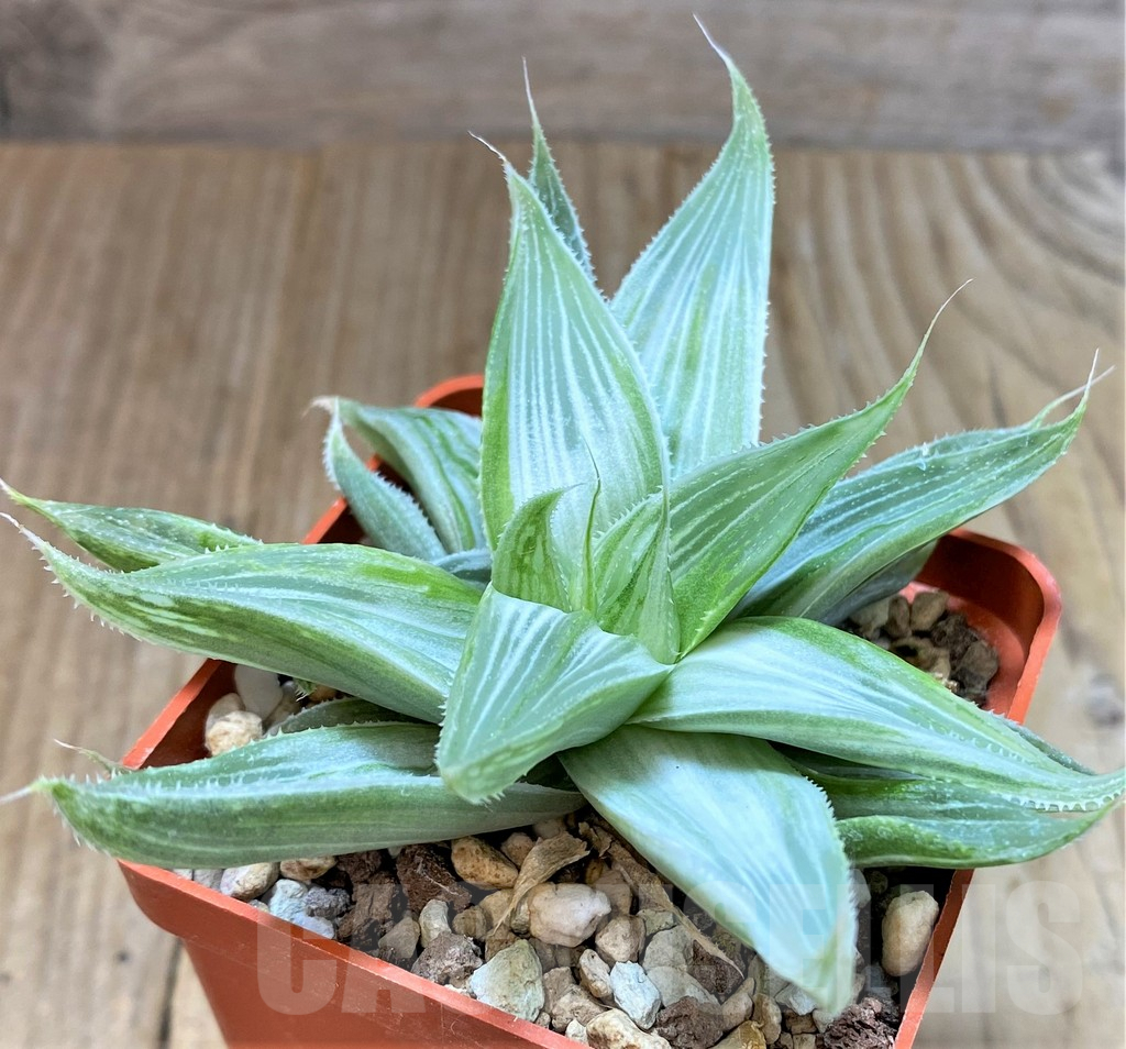 SHPR38231 Haworthia 'Grey Ghost'