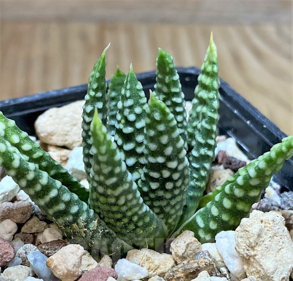 SHPR38232 Haworthia minima, seedling