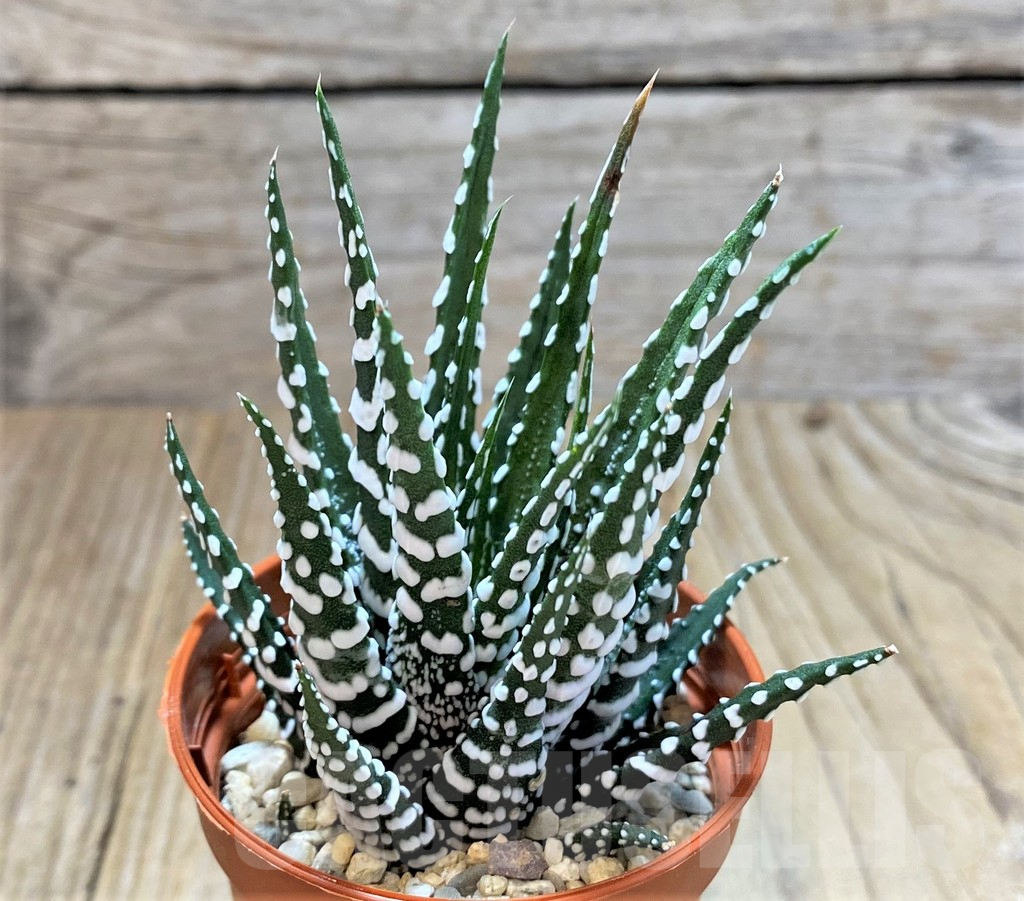 SHPR38356 Haworthia fasciala 'Big Band'
