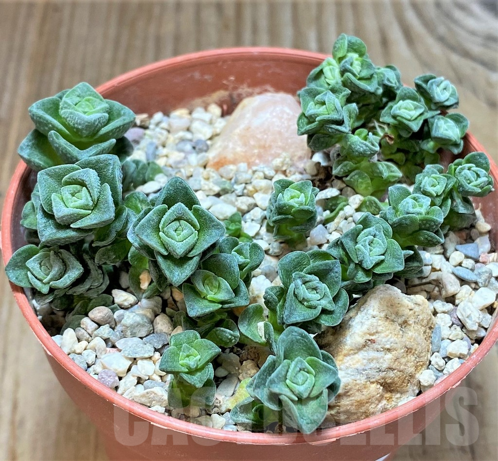 SHPR38321 Crassula ‘Dorothy’ - 画像 (2)