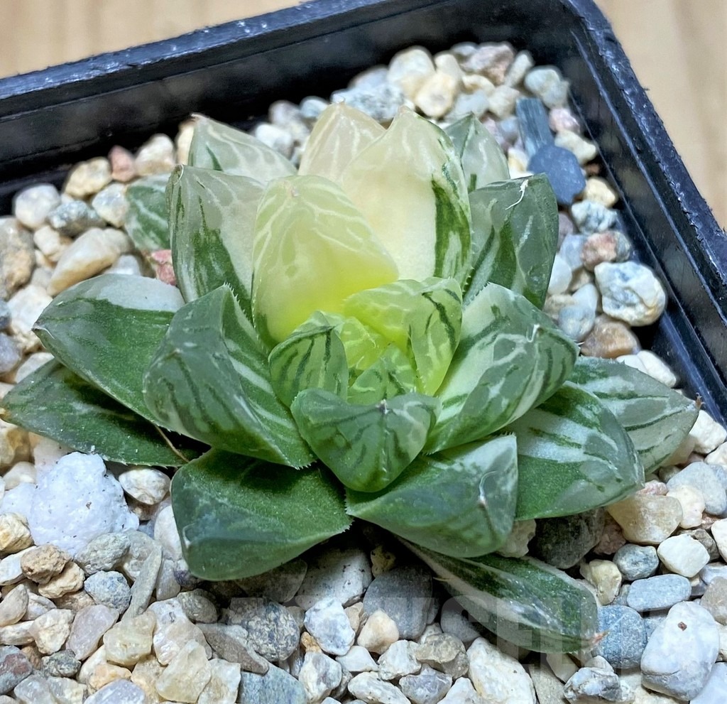 SHPR38360 Haworthia obtusa ‘Marin’ f. variegata - immagine 2