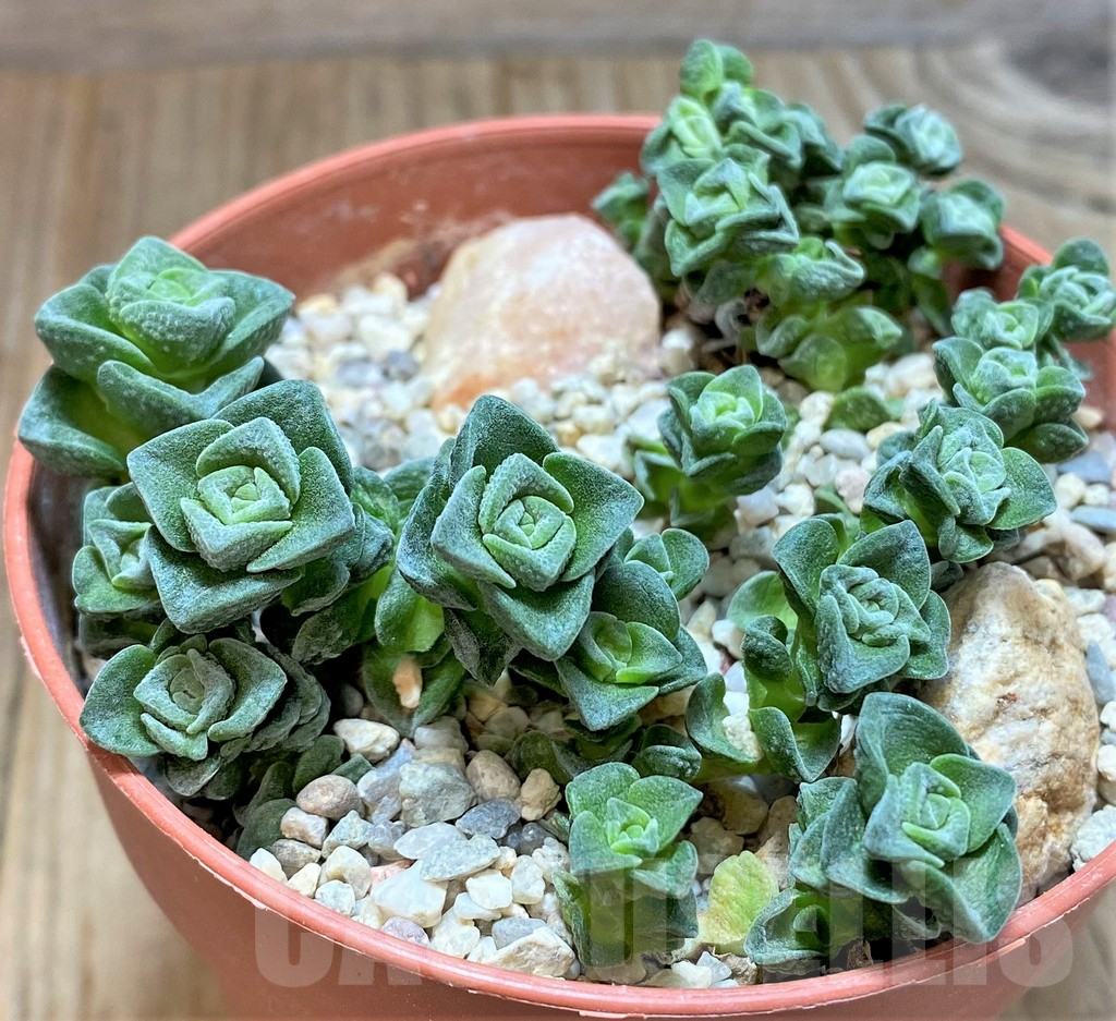 SHPR38321 Crassula ‘Dorothy’