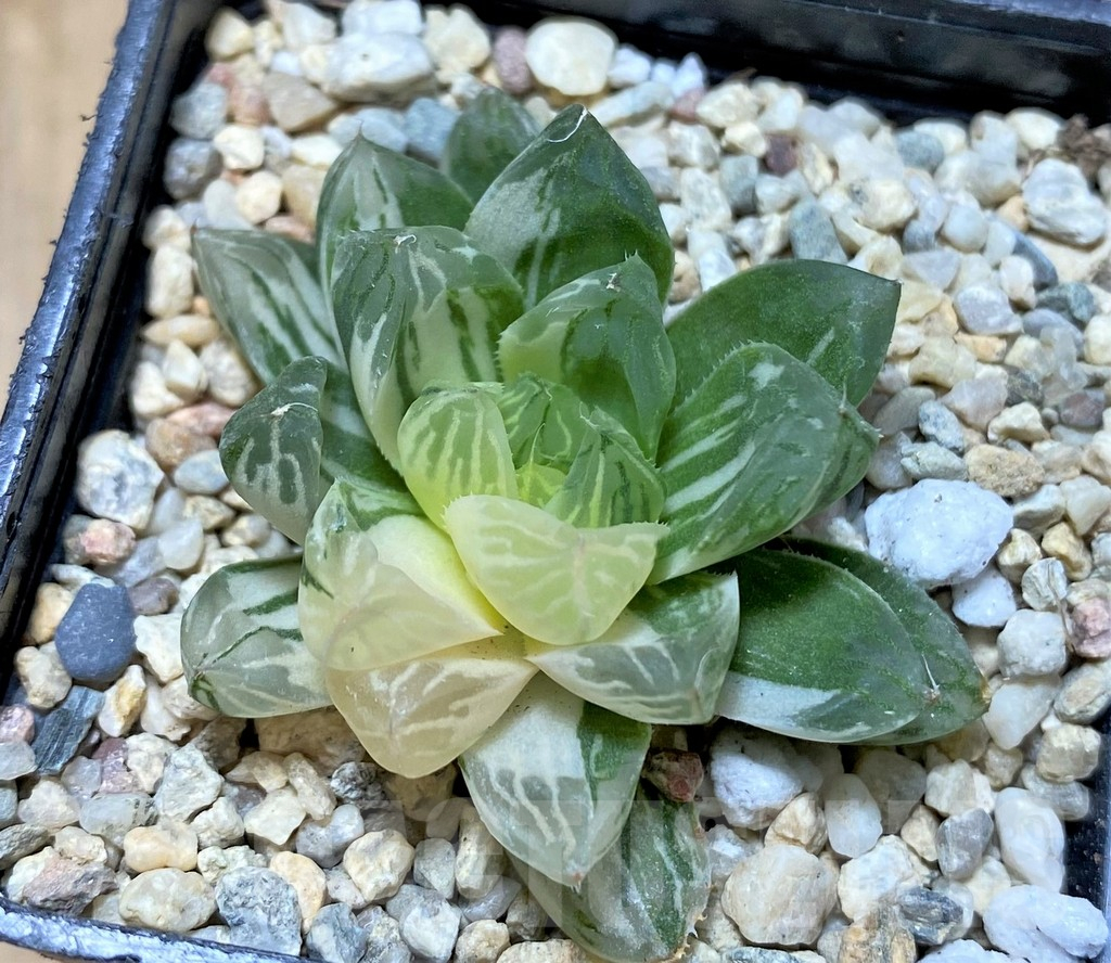 SHPR38360 Haworthia obtusa ‘Marin’ f. variegata