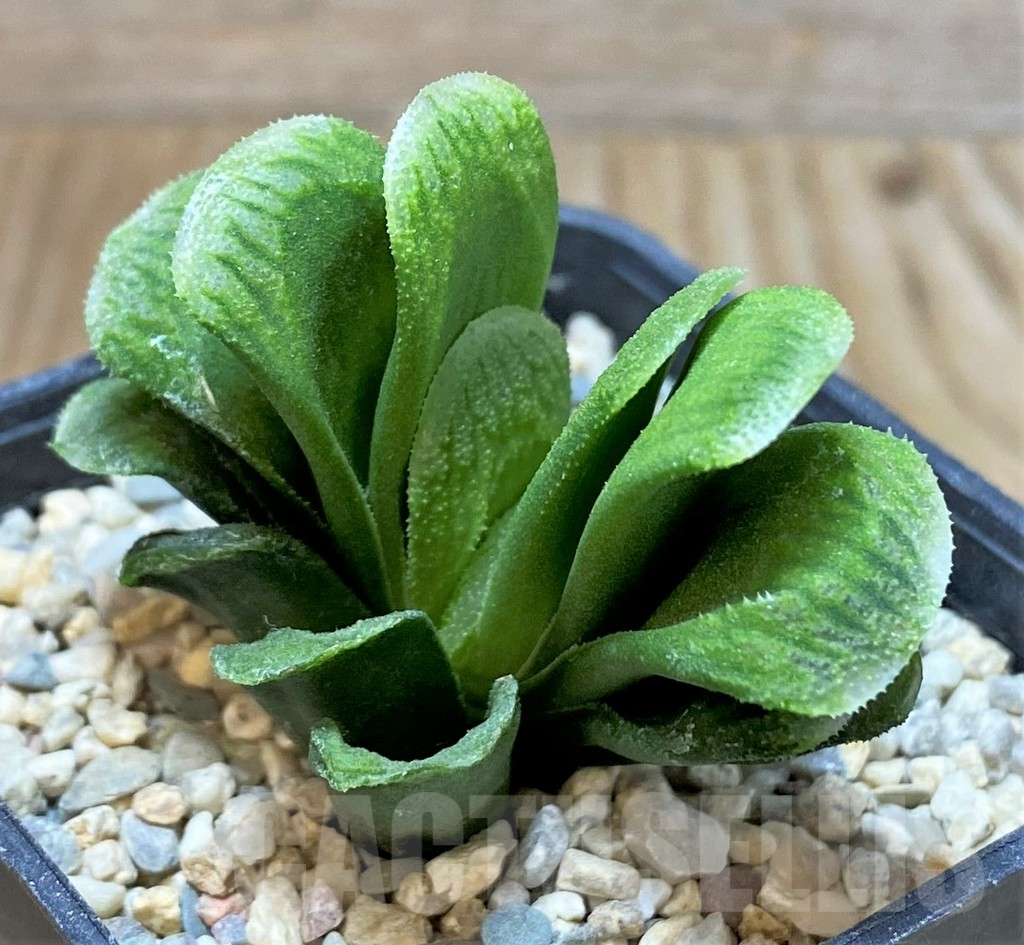 SHPR38361 Haworthia truncata 'Lime Green'