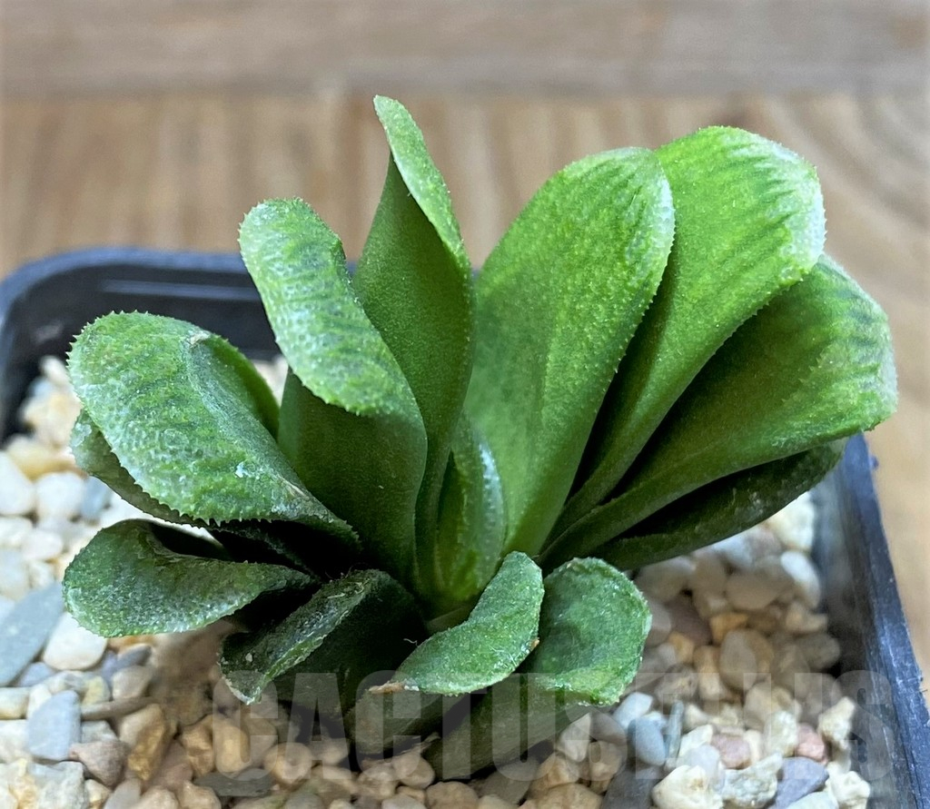 SHPR38361 Haworthia truncata 'Lime Green' - immagine 2