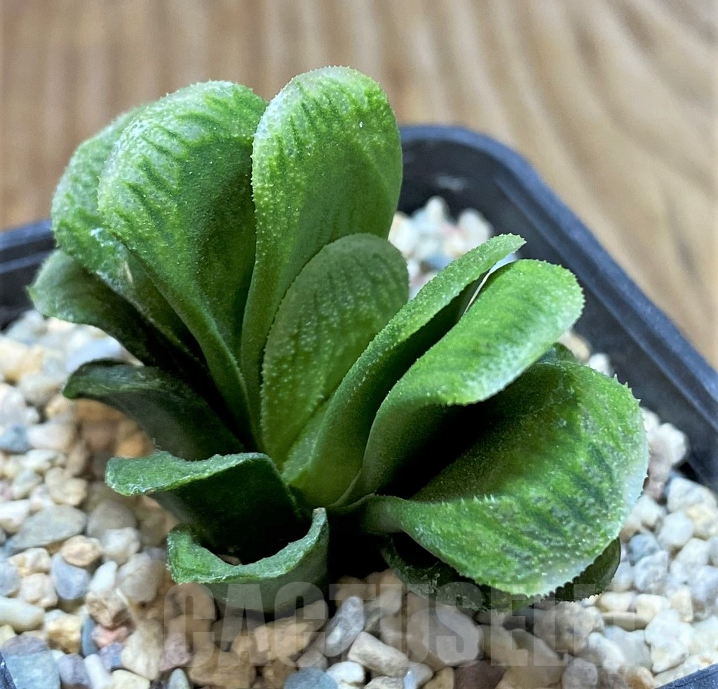 SHPR38361 Haworthia truncata 'Lime Green' - immagine 3
