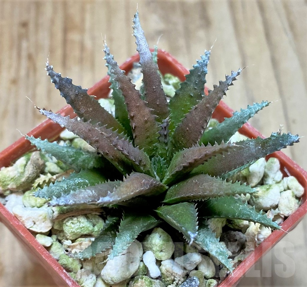 SHPR38362 Haworthia chloracantha v. subglauca