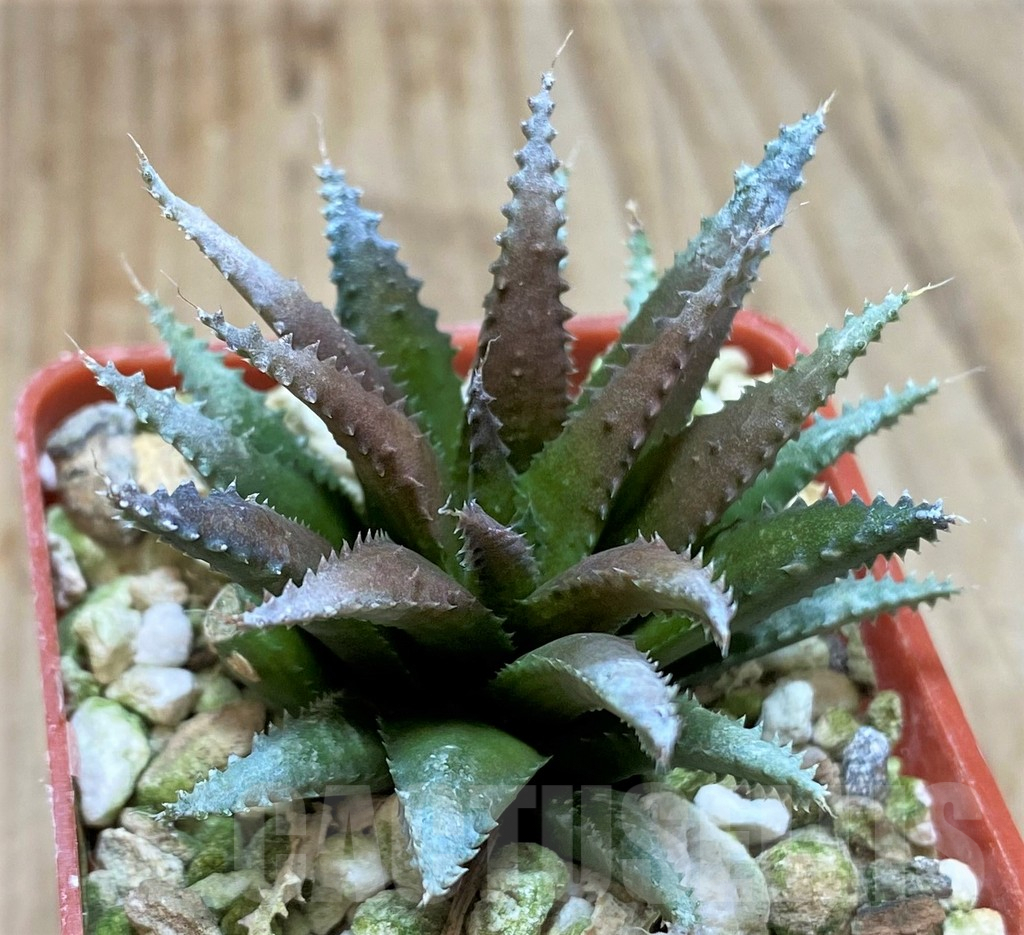 SHPR38362 Haworthia chloracantha v. subglauca - immagine 2
