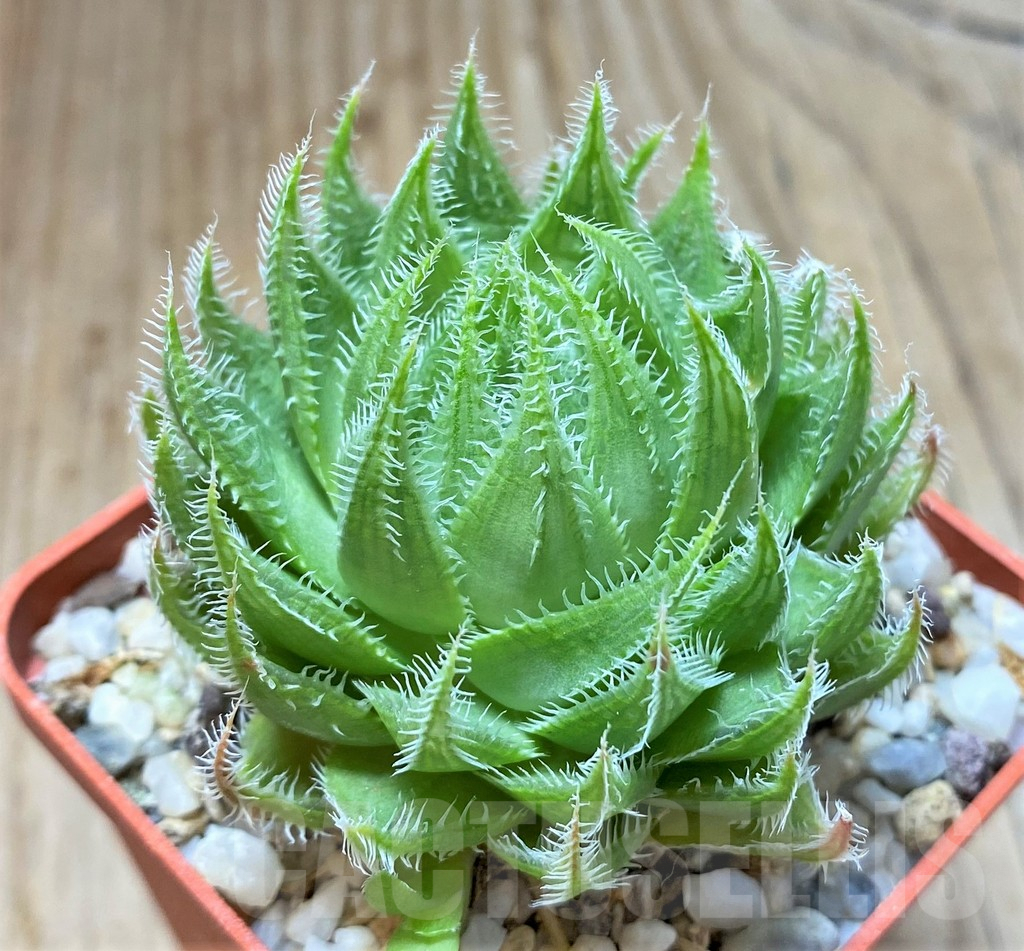 SHPR38364 Haworthia translucens - immagine 2