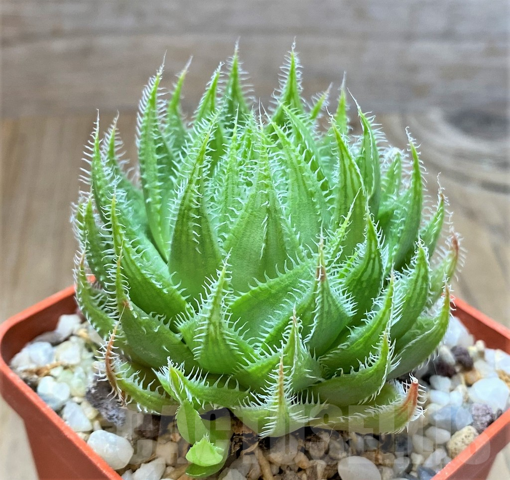 SHPR38364 Haworthia translucens