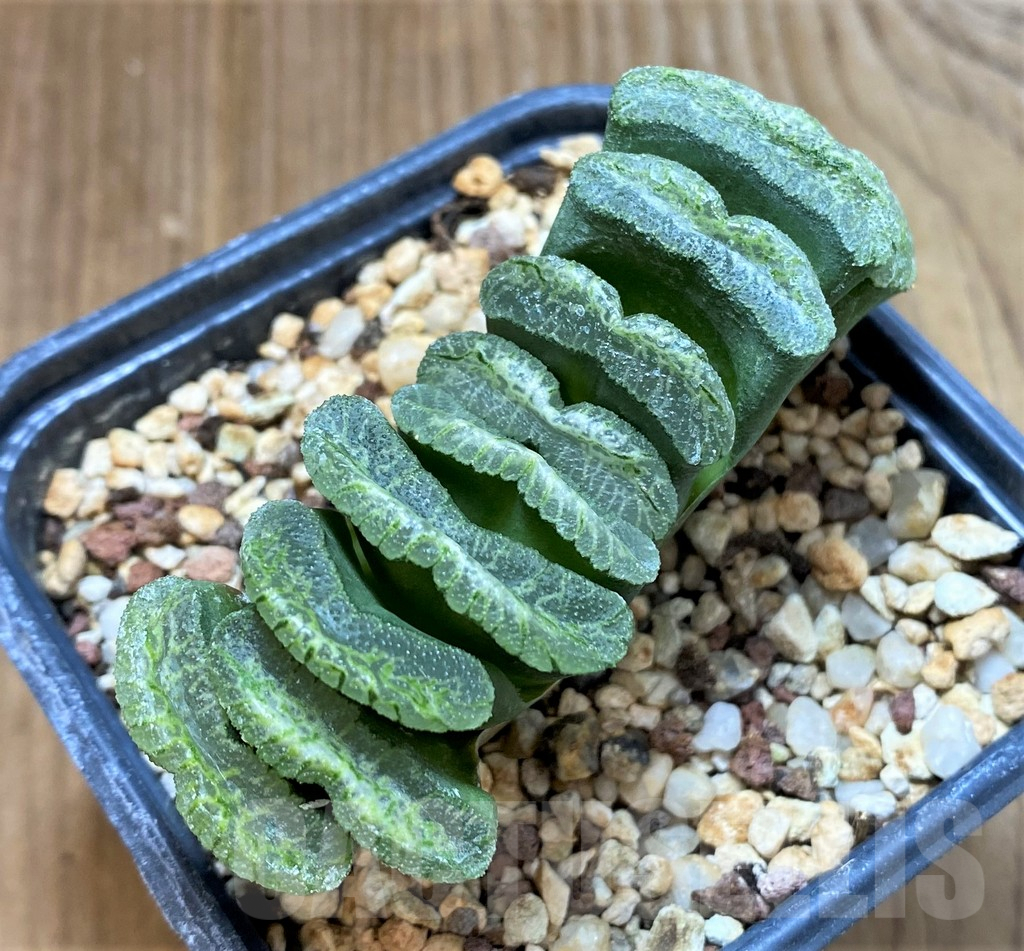 SHPR38368 Haworthia truncata -Japan-