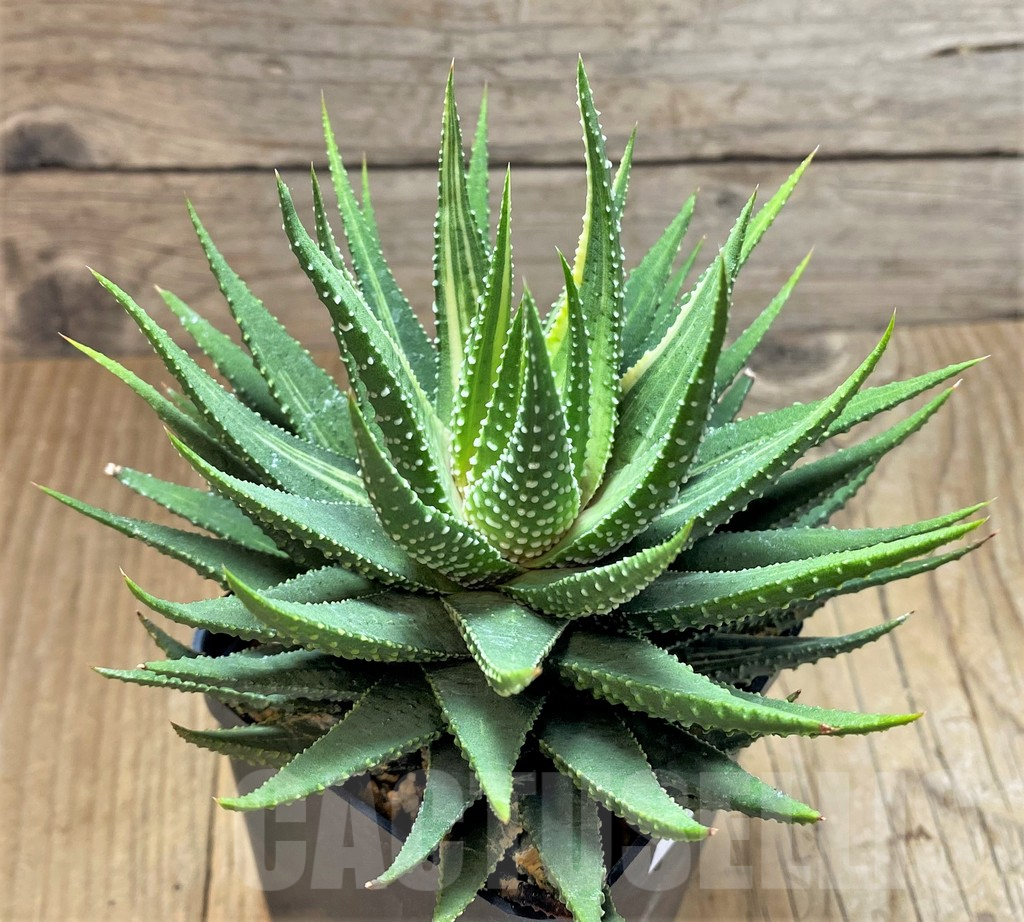 SHPR38370 Haworthia pumila f. variegata - immagine 2