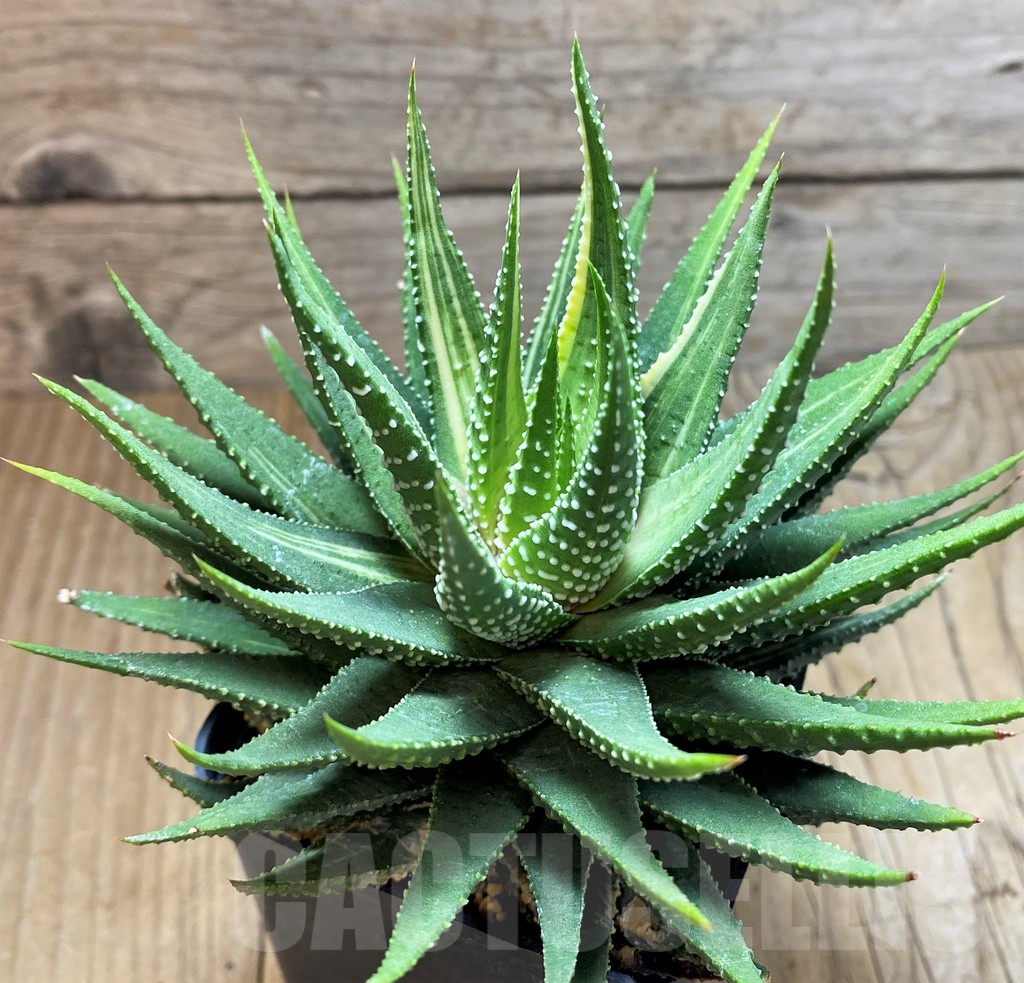SHPR38370 Haworthia pumila f. variegata
