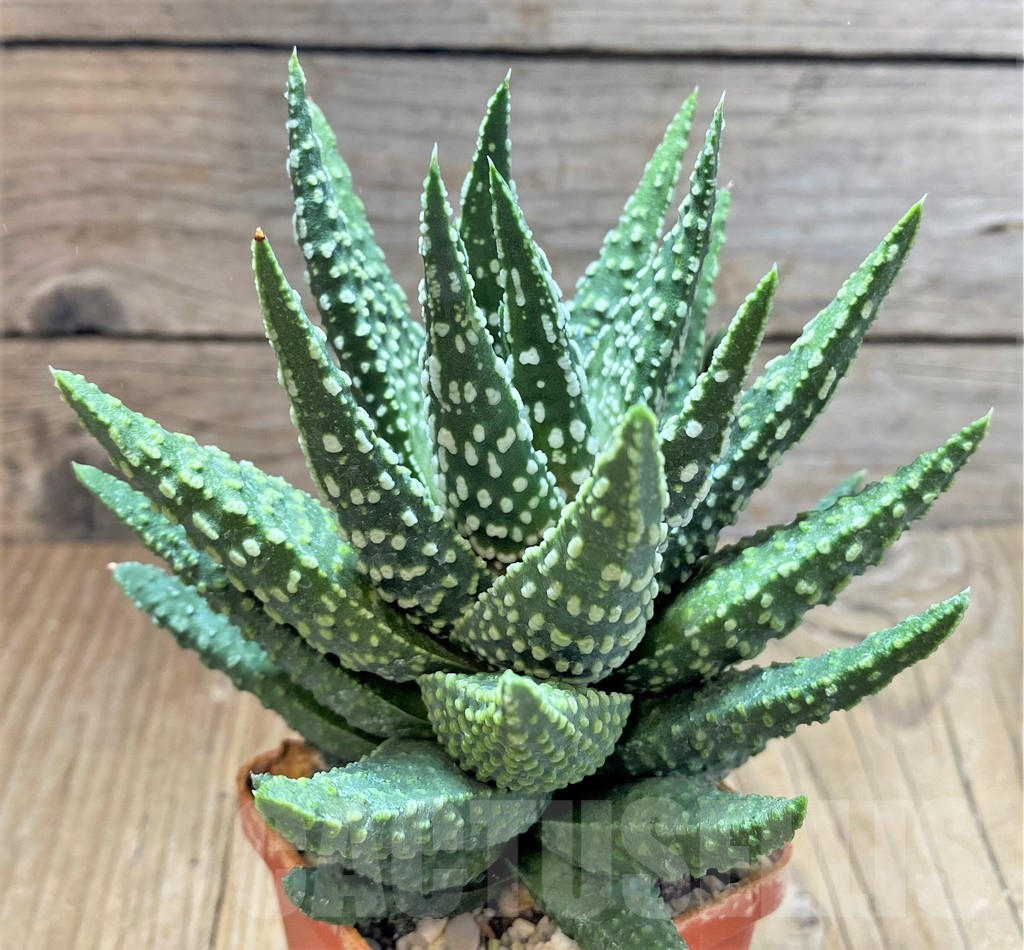 SHPR38371 Haworthia pumila -Japan-, seedling - immagine 2