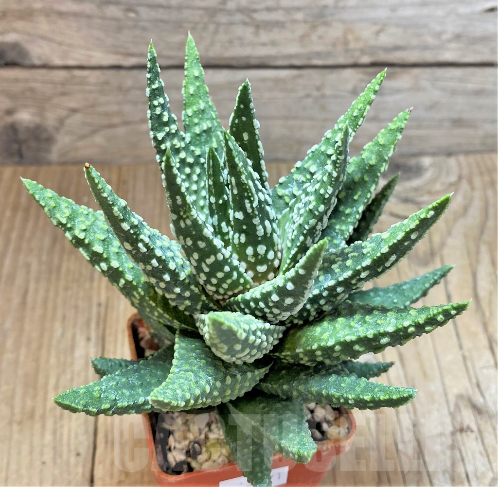SHPR38371 Haworthia pumila -Japan-, seedling