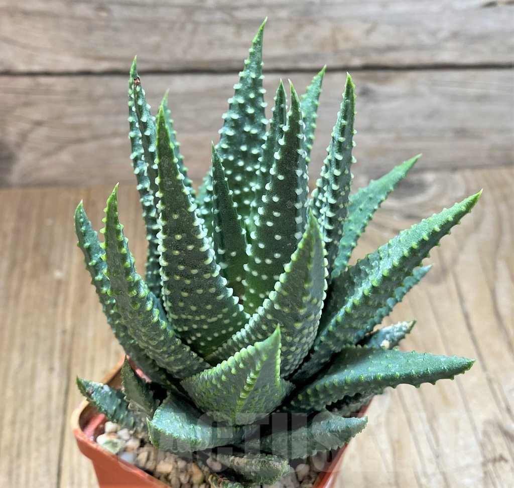 SHPR38372 Haworthia papillosa - 画像 (2)