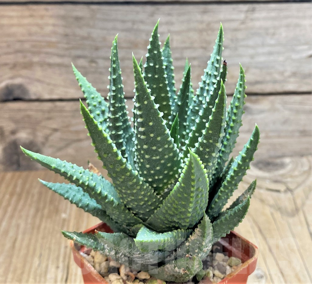 SHPR38372 Haworthia papillosa