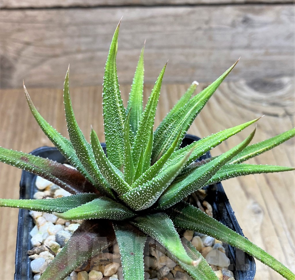 SHPR38373 Haworthia attenuata f. variegata - Image 2