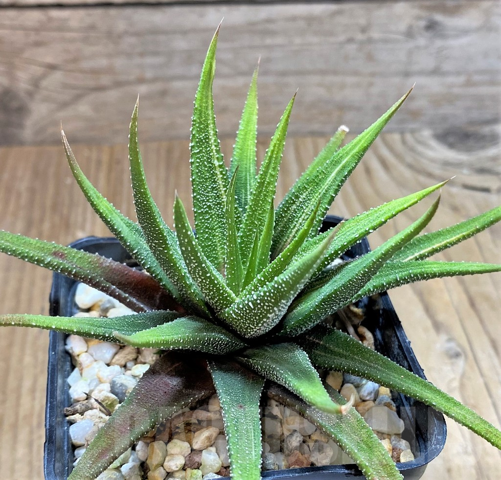 SHPR38373 Haworthia attenuata f. variegata
