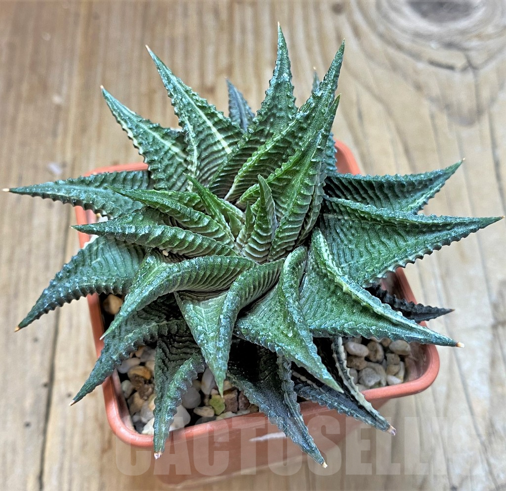 SHPR38374 Haworthia limifolia f. variegata - Image 2