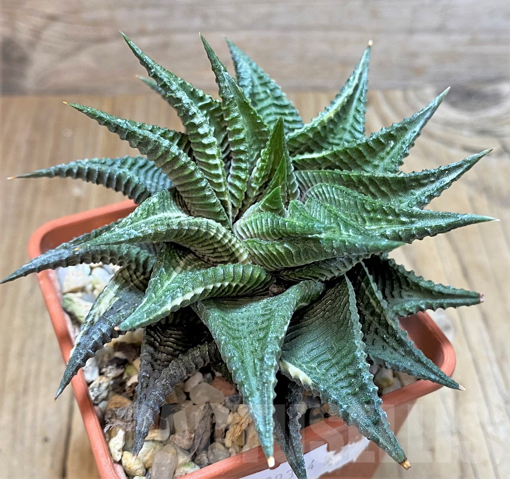 SHPR38374 Haworthia limifolia f. variegata
