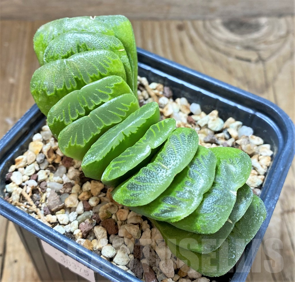 SHPR38375 Haworthia truncata 'Lime Green'