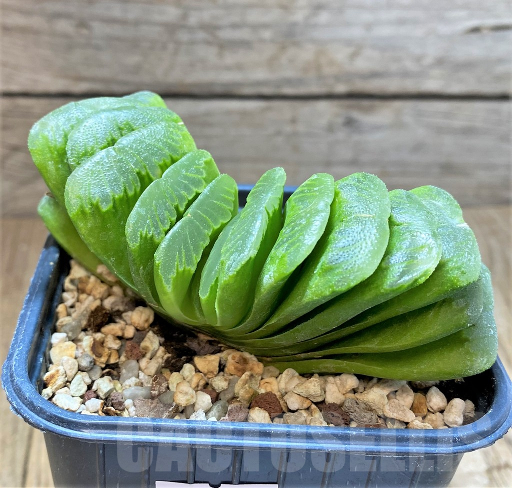SHPR38375 Haworthia truncata 'Lime Green' - Image 2