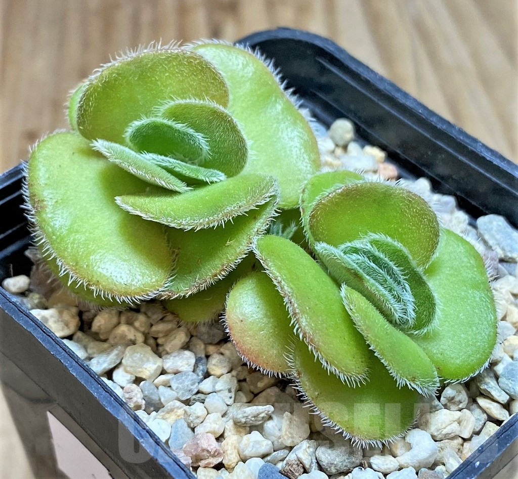 SHPR38323 Crassula tomentosa