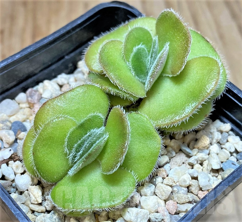 SHPR38323 Crassula tomentosa - Image 2