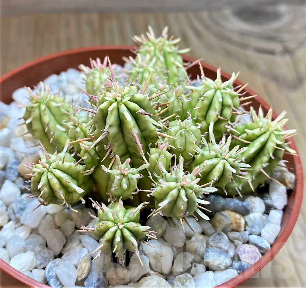 SHPR38324 Euphorbia aggregata f. variegata