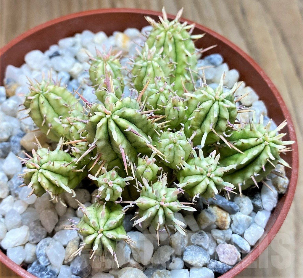 SHPR38324 Euphorbia aggregata f. variegata - Image 2