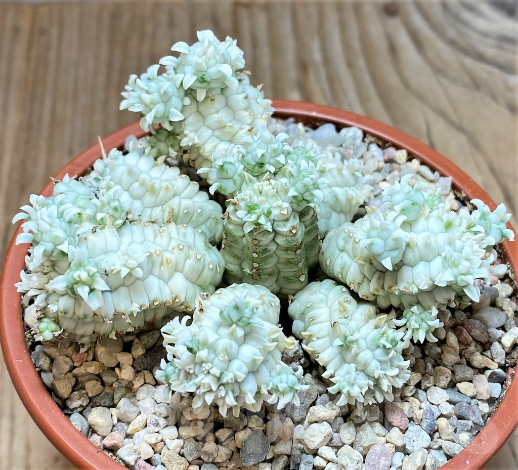 SHPR38326 Euphorbia mammillaris f. variegata - Image 2