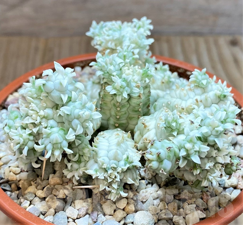 SHPR38326 Euphorbia mammillaris f. variegata