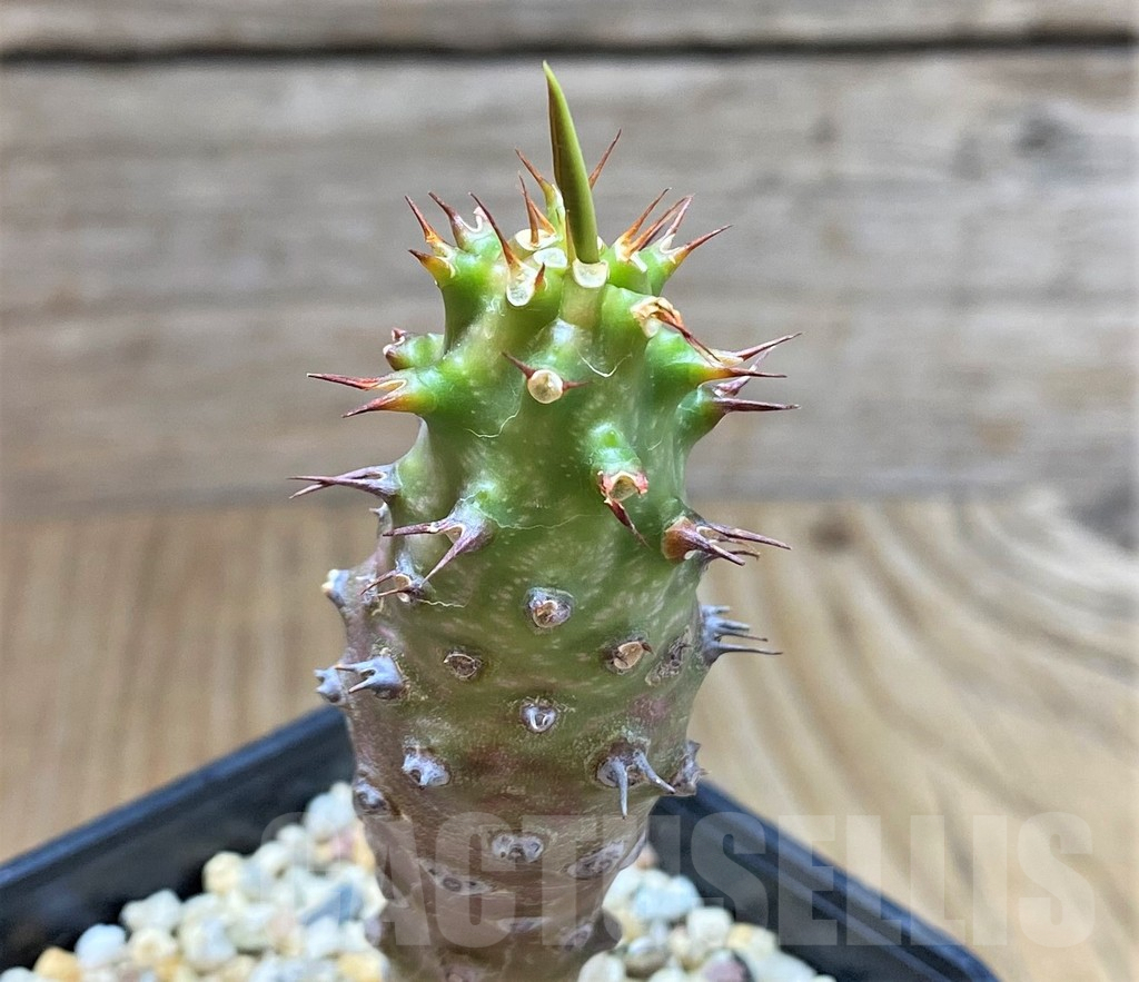 SHPR38327 Euphorbia pachypodioides