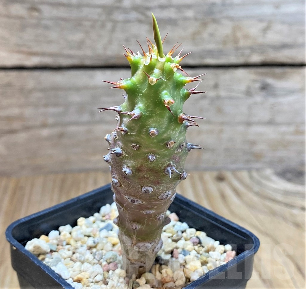 SHPR38327 Euphorbia pachypodioides - Image 2