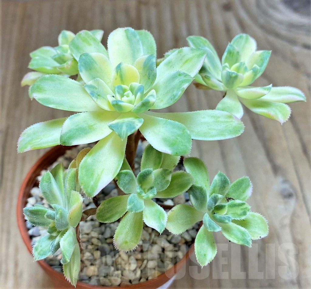 SHPR38328 Aeonium castello-paivae f. variegata - Image 3