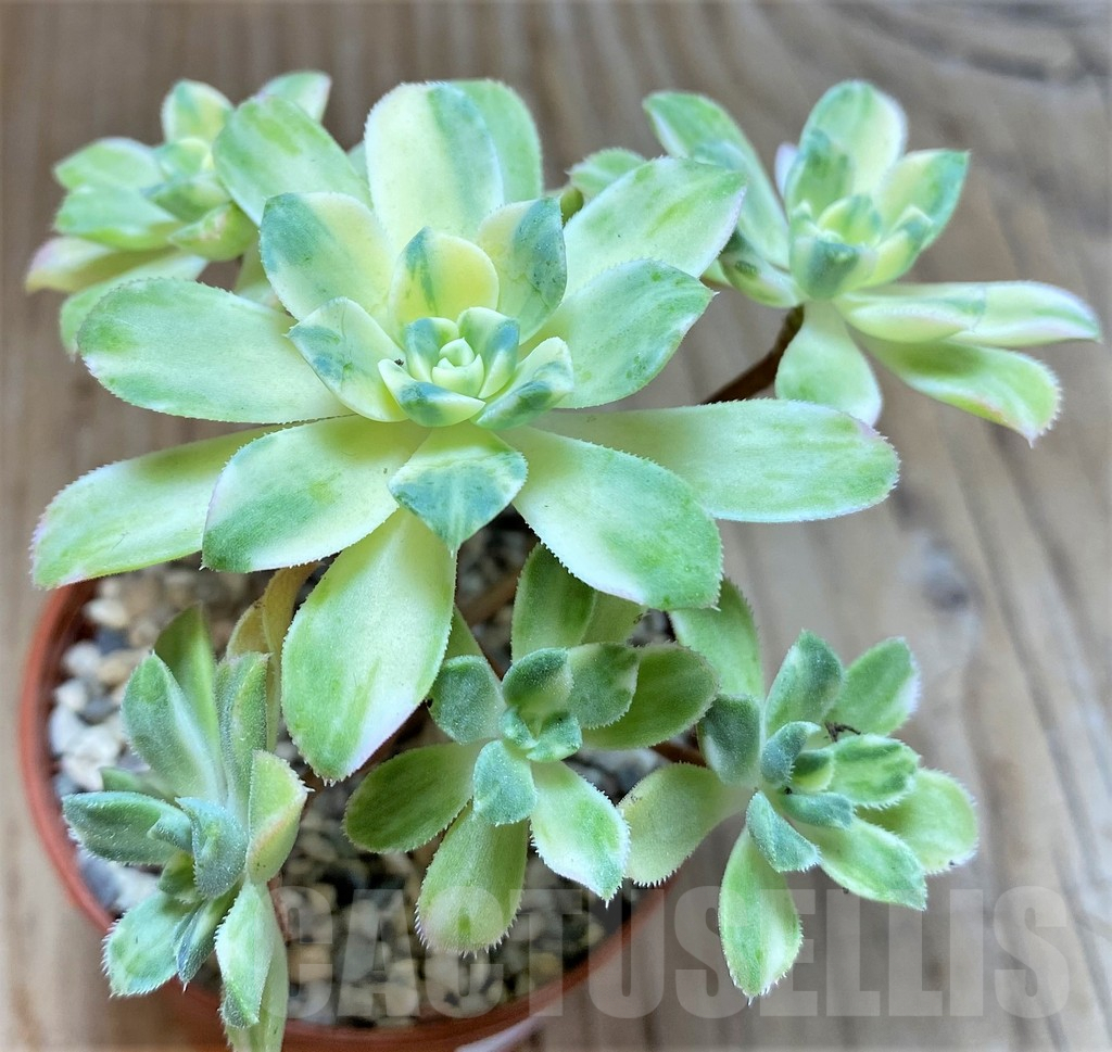 SHPR38328 Aeonium castello-paivae f. variegata