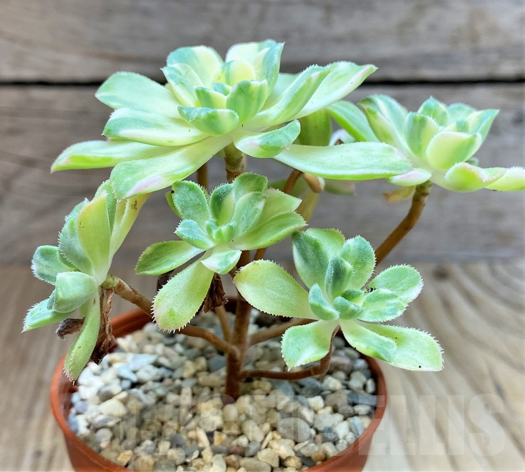 SHPR38328 Aeonium castello-paivae f. variegata - Image 2