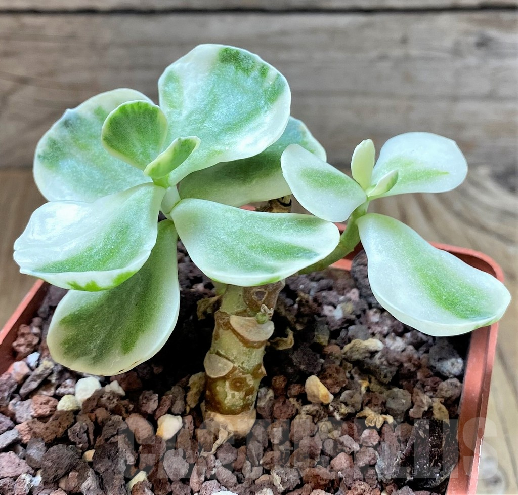 SHPR38329 Cotyledon orbiculata f. variegata - Obrázek 2