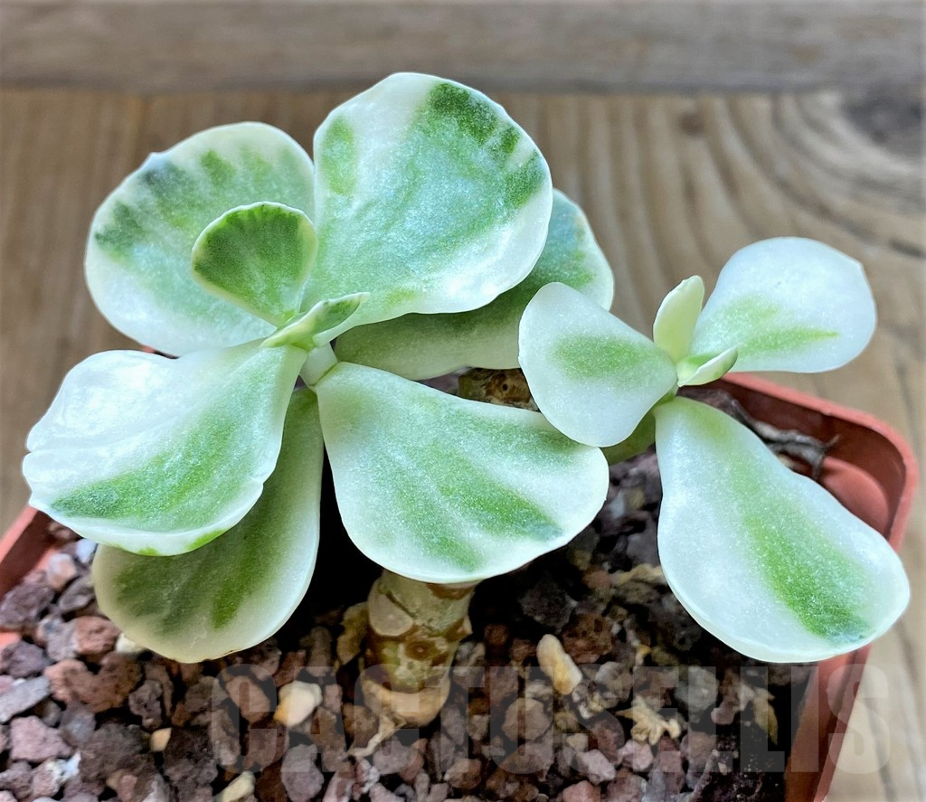 SHPR38329 Cotyledon orbiculata f. variegata