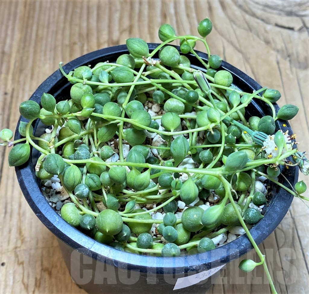 SHPR38330 Senecio rowleyanus