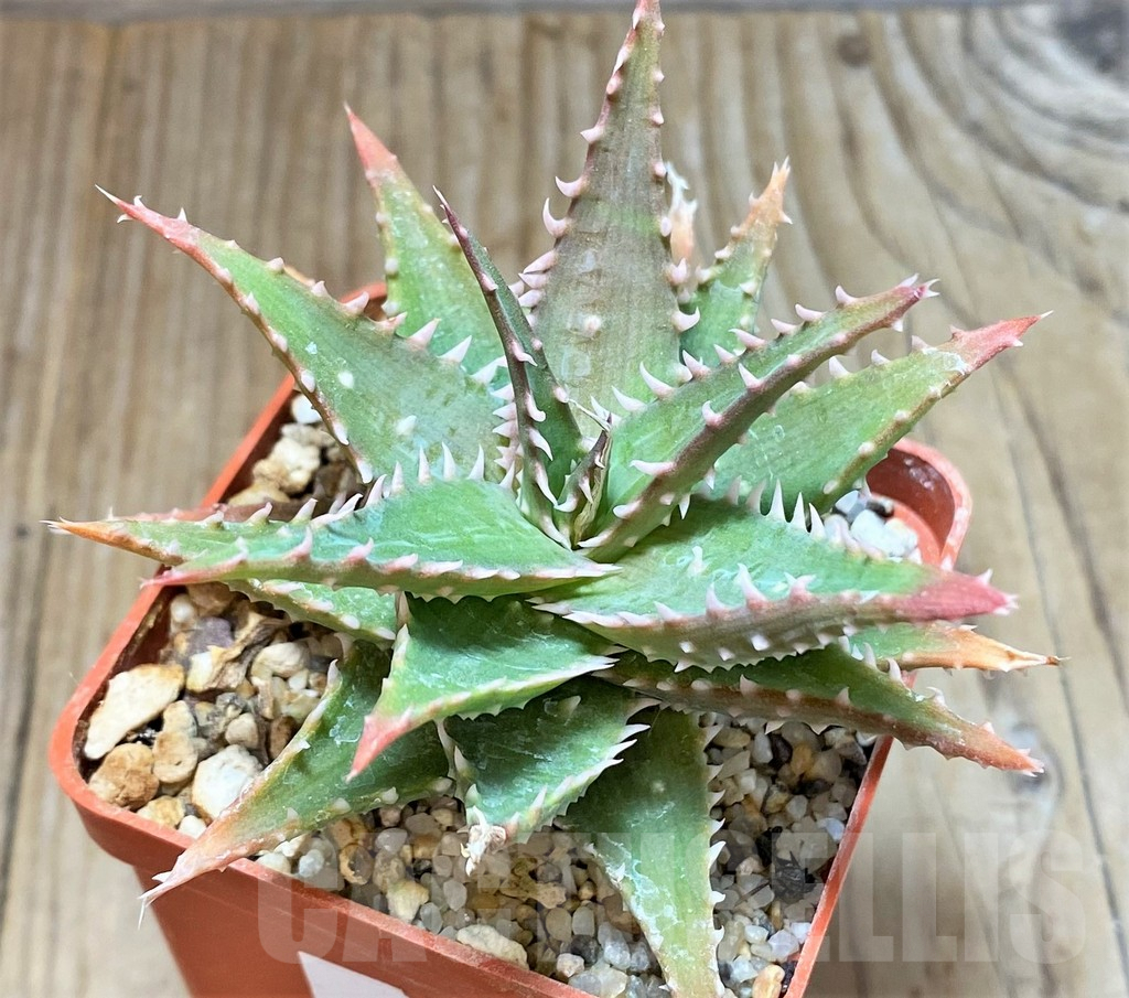 SHPR38331 Aloe humilis hybrid - Image 2