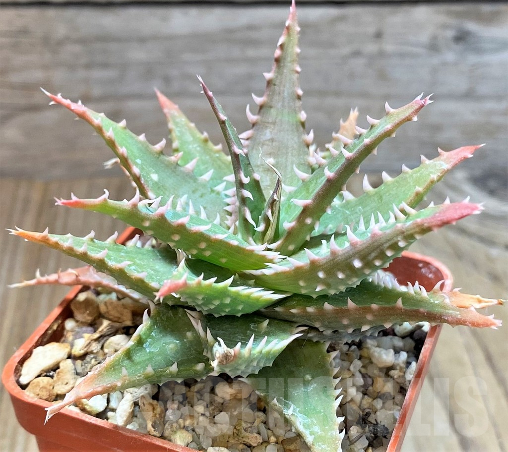 SHPR38331 Aloe humilis hybrid