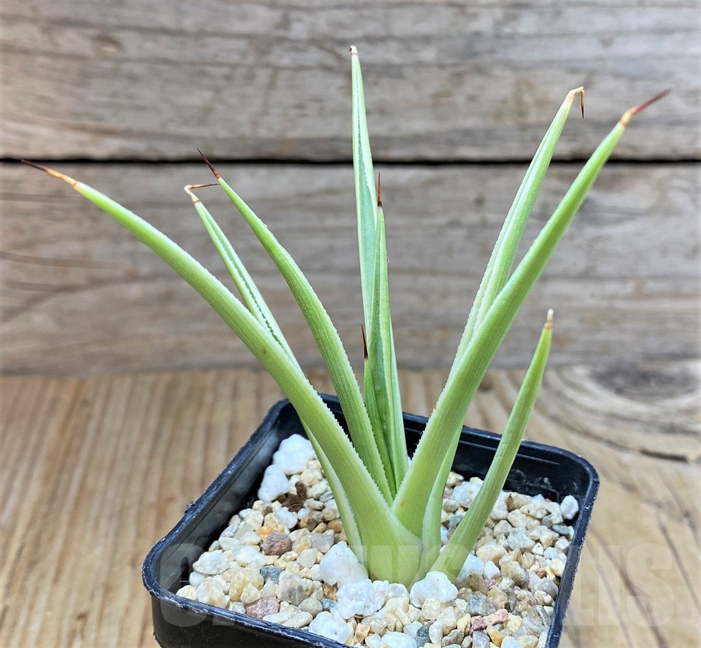 SHPR38333 Agave stricta 'Nana' f. variegata - Image 2
