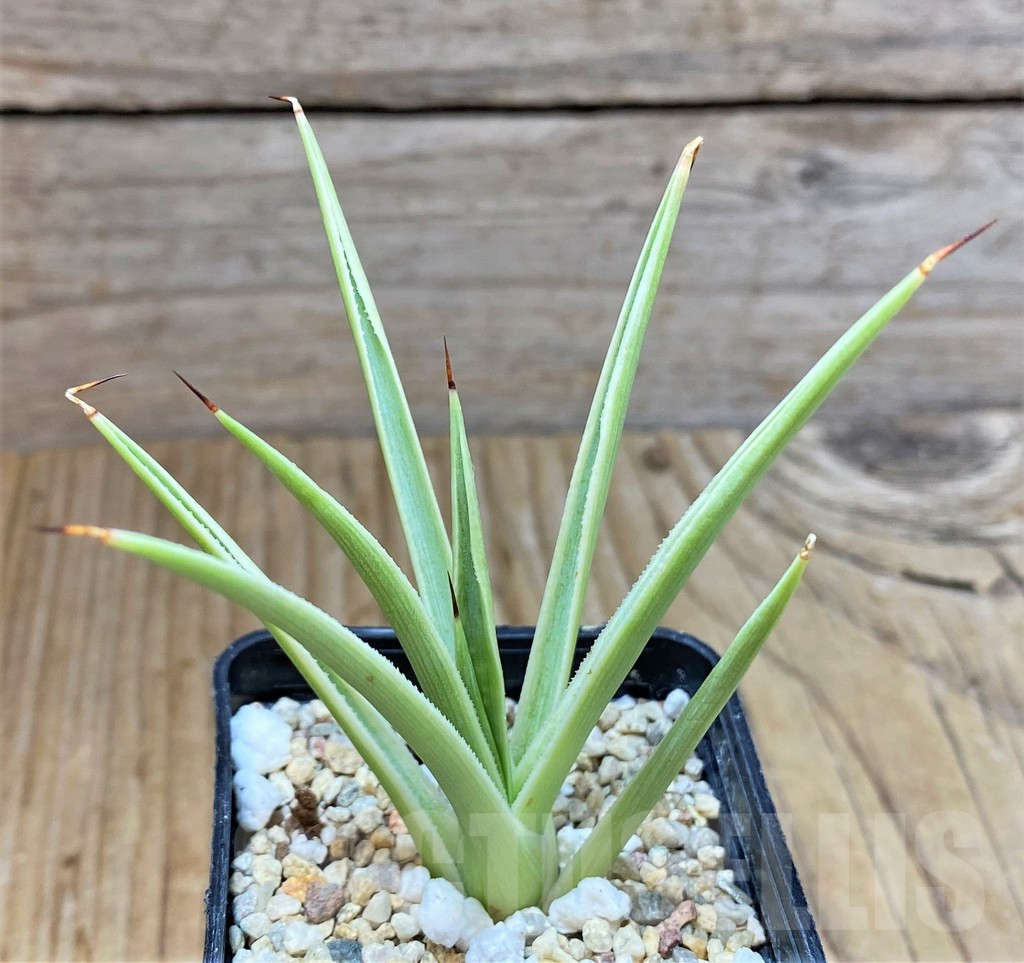 SHPR38333 Agave stricta 'Nana' f. variegata
