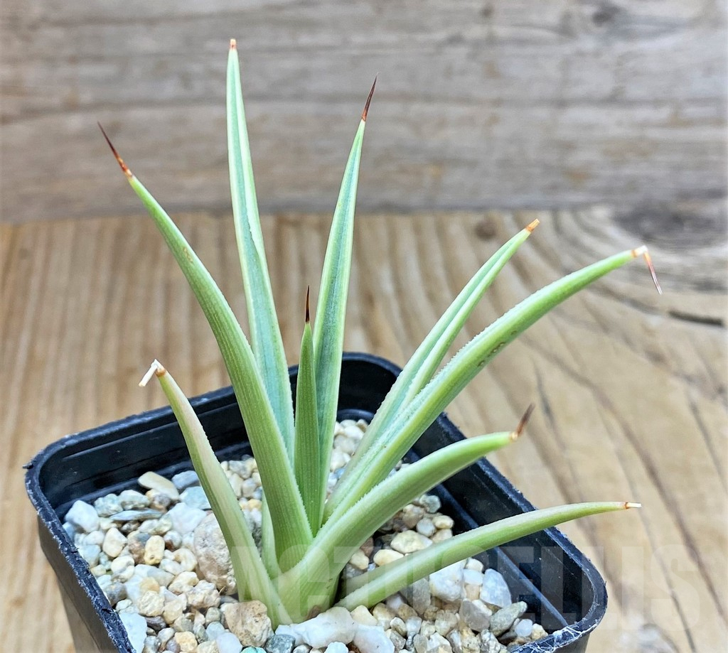 SHPR38334 Agave stricta 'Nana' f. variegata