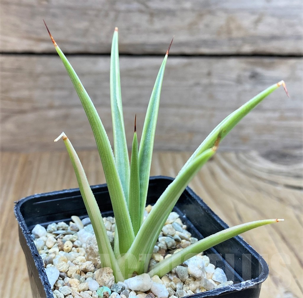 SHPR38334 Agave stricta 'Nana' f. variegata - Image 2