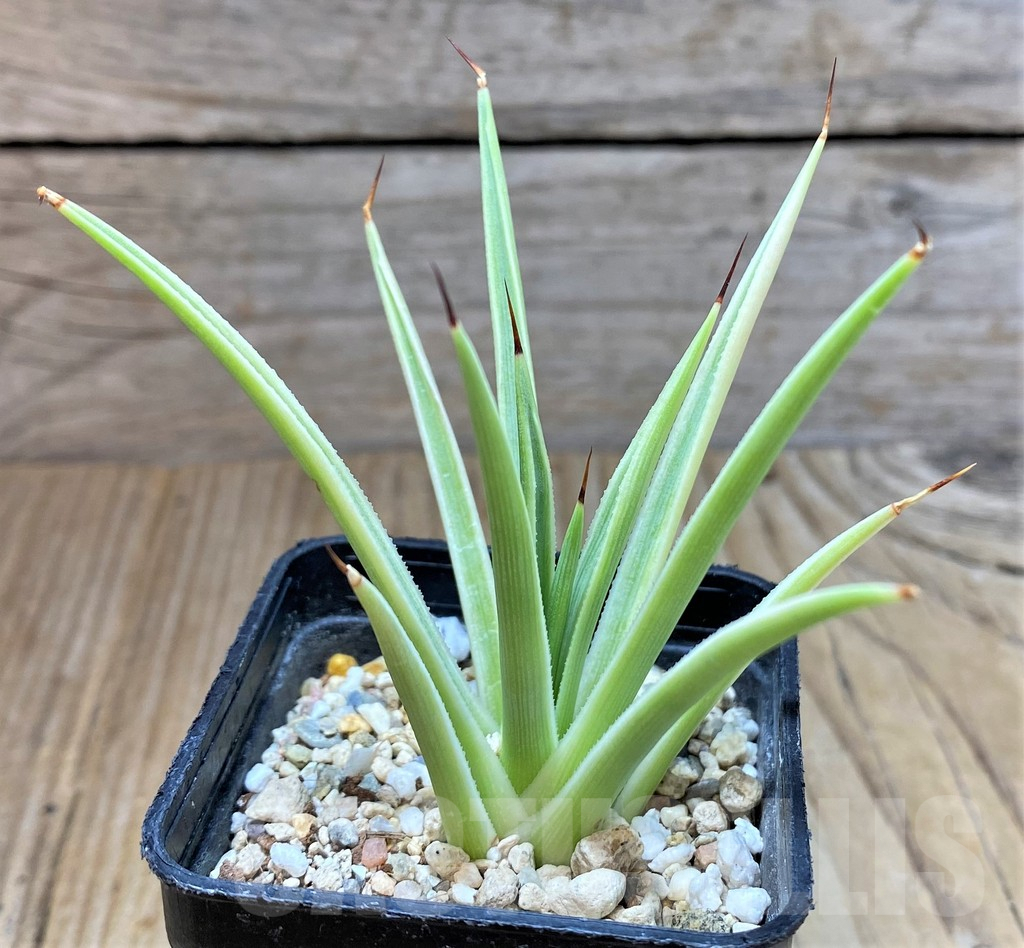 SHPR38335 Agave stricta 'Nana' f. variegata