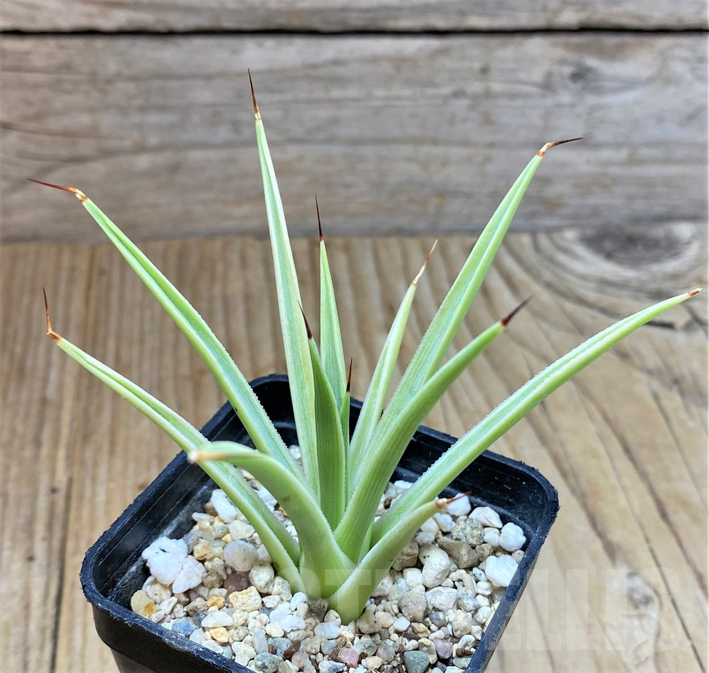 SHPR38335 Agave stricta 'Nana' f. variegata - Image 2